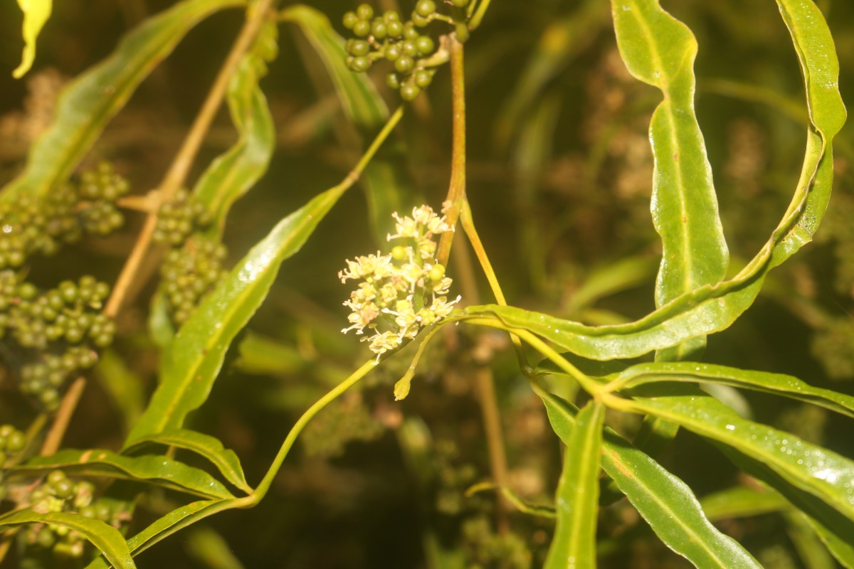 Euodia hortensis J.R.Forst. & G.Forst.